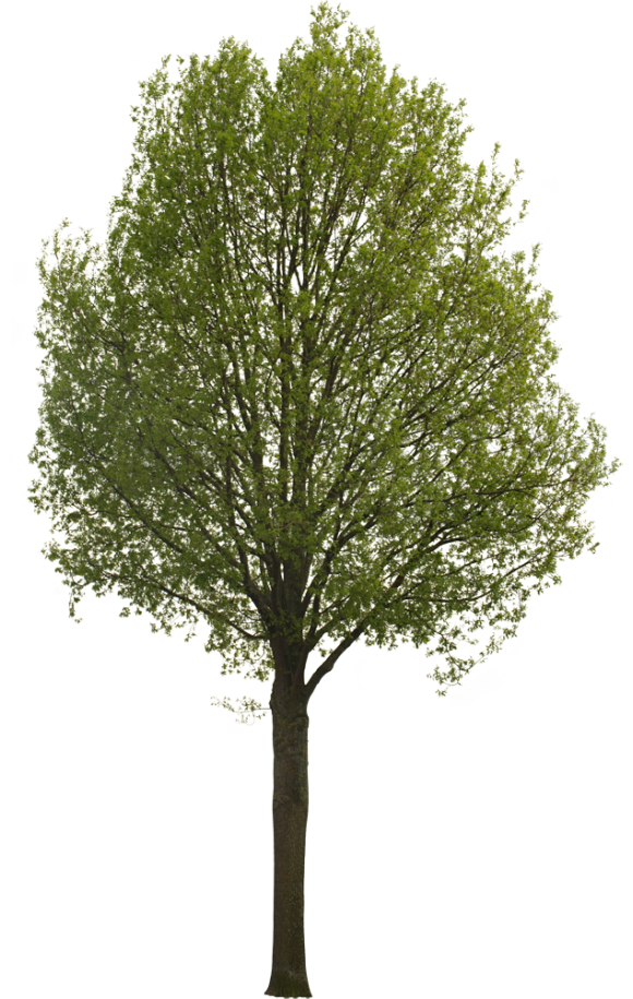 Architecture Tree Png Photo (black)