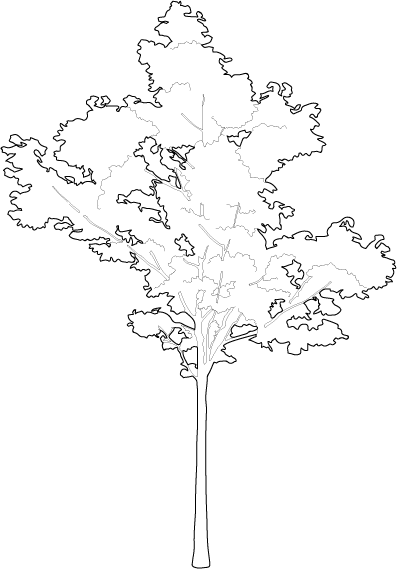 Architecture Tree Png Pic (lavender, white)