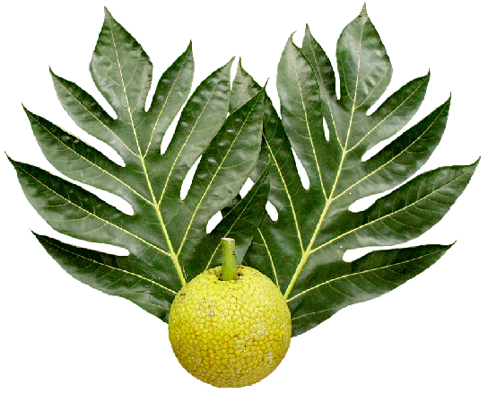 Breadfruit Png Free Download (gray)