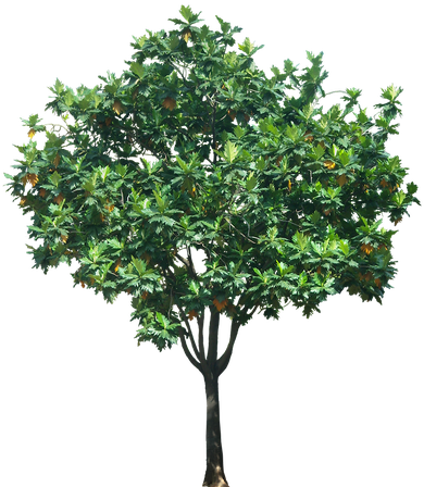 Breadfruit Png Picture (black)