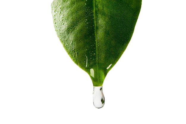 Tree Leaf Water Png Clipart (black, green, white)