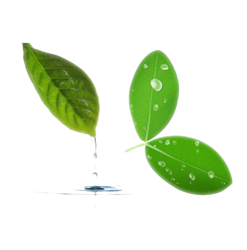 Tree Leaf Water Png Image (olive, white)