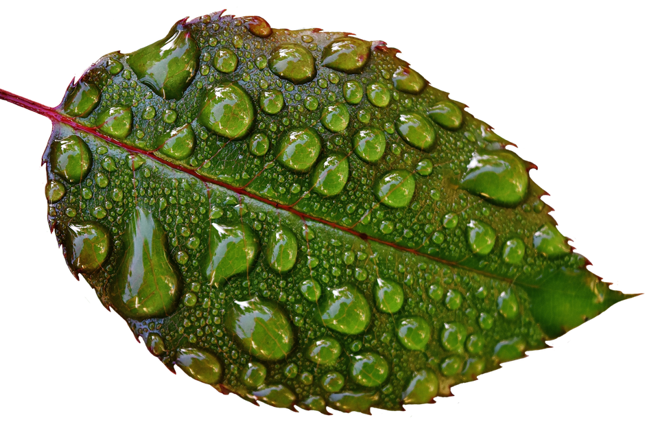 Tree Leaf Water Png Transparent Image (olive, black)