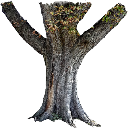 Tree Trunk Png Hd (black)