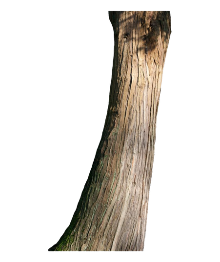 Tree Trunk Png Image (black)