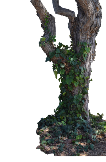 Tree Trunk Png Photos (black)