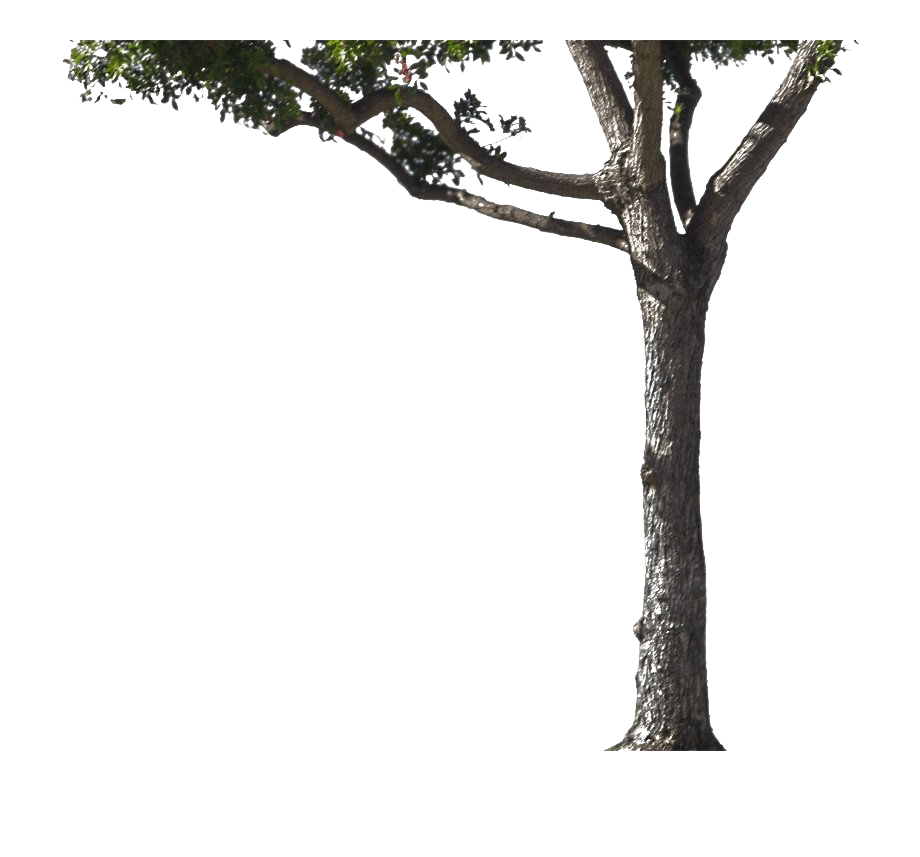 Tree Trunk Png Transparent Image (lavender, white)