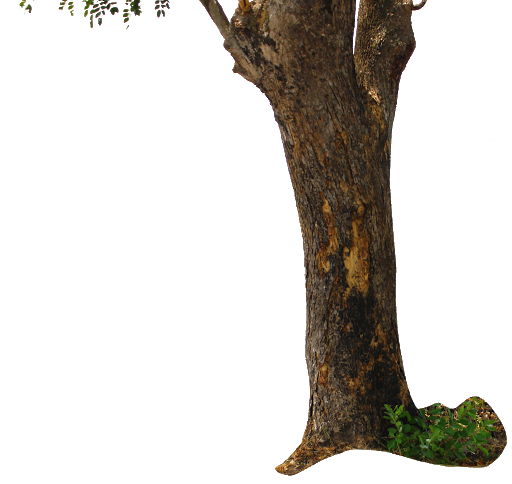 Tree Trunk Png Transparent Picture (black)