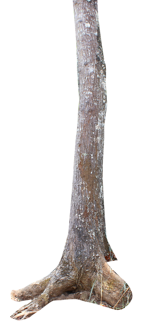 Tree Trunk Transparent Images Png (black, gray)