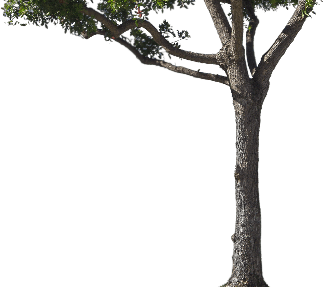 Tree Trunk Transparent Png (gray)