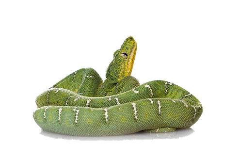 Green Anaconda Png Free Download (black, silver)