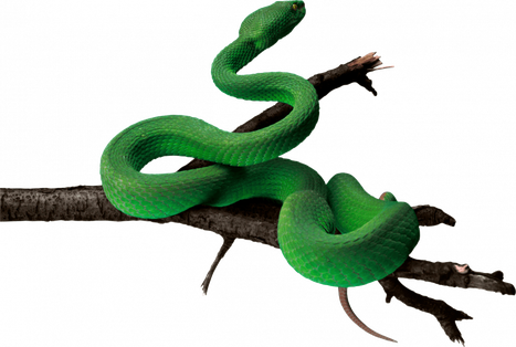 Green Anaconda Png Image (black)