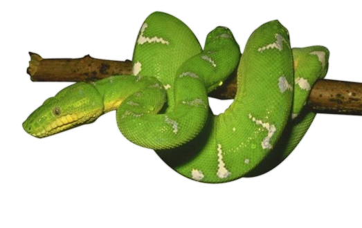 Green Anaconda Png Photo (black, olive)