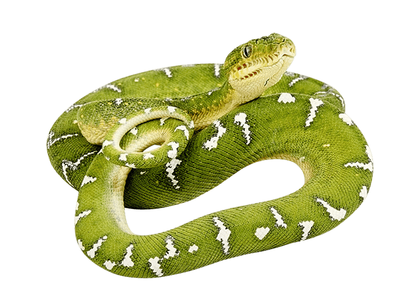 Green Anaconda Png Photos (gray)