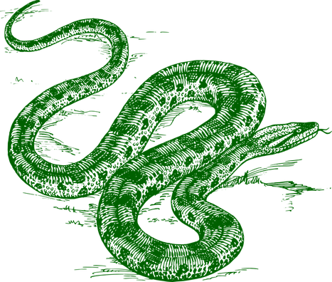 Green Anaconda Png Pic (black, green)