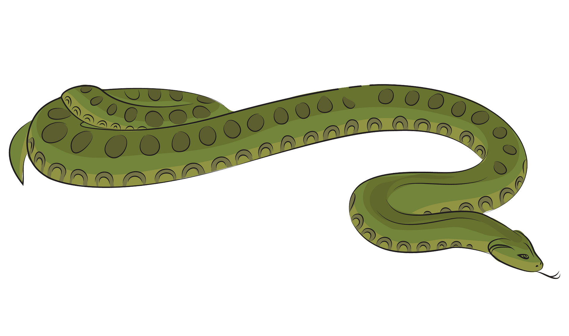 Green Anaconda Png Picture (gray, olive)