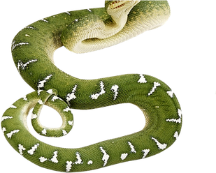 Green Anaconda Png Transparent Image (black, white)