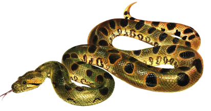 Green Anaconda Transparent Background (black)