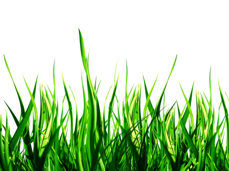 Green Background Png Photo (black)