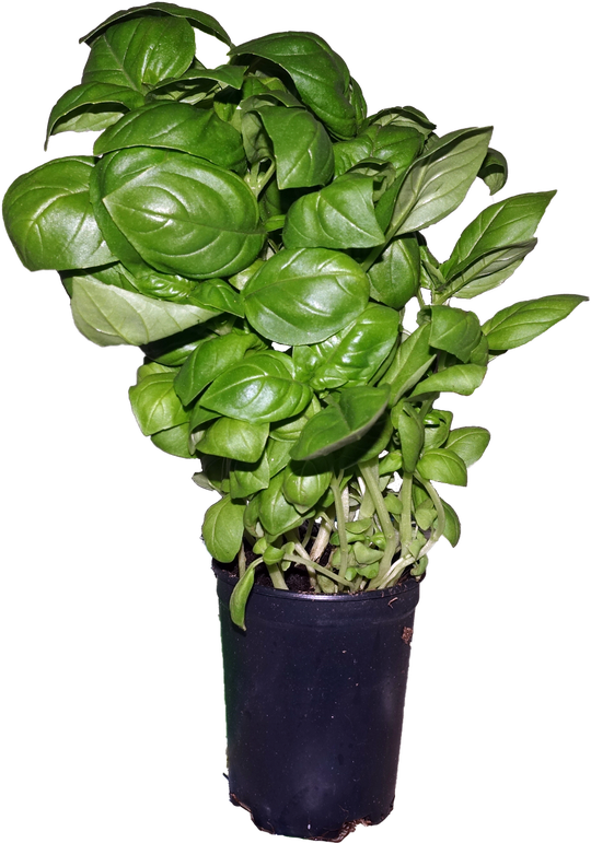 Green Basil Leaf Pot Transparent Png (black)