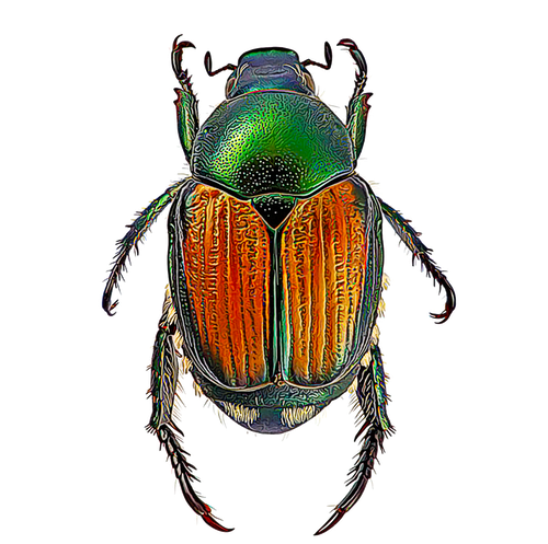 Green Beetle Transparent Png (black, white, gray, indigo)