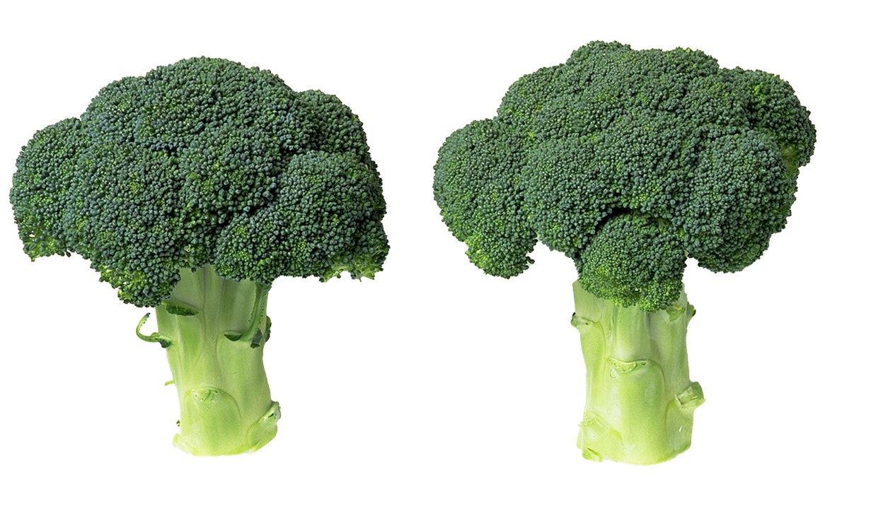 Green Broccoli Png File (black, gray, olive)