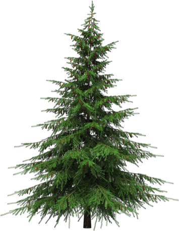 Green Christmas Fir Tree Transparent Png (black)