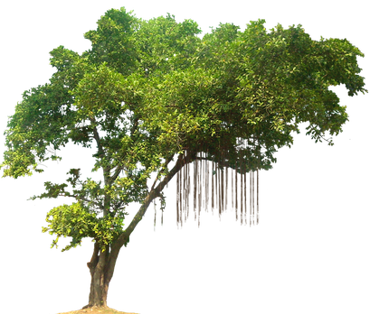 Green Forest Tree Png Image (black)