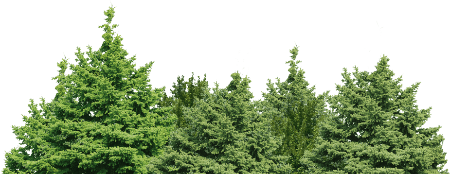 Green Forest Tree Png Photos (black, gray)