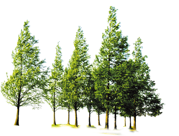 Green Forest Tree Transparent Background (black)