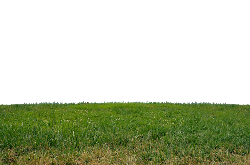 Green Grass Field Png Clipart (black, olive, green)