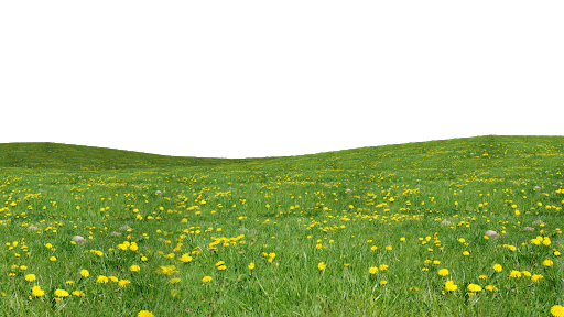 Green Grass Field Png Transparent Image (black, olive)