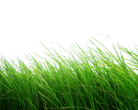 Green Grass Png Clipart (gray)