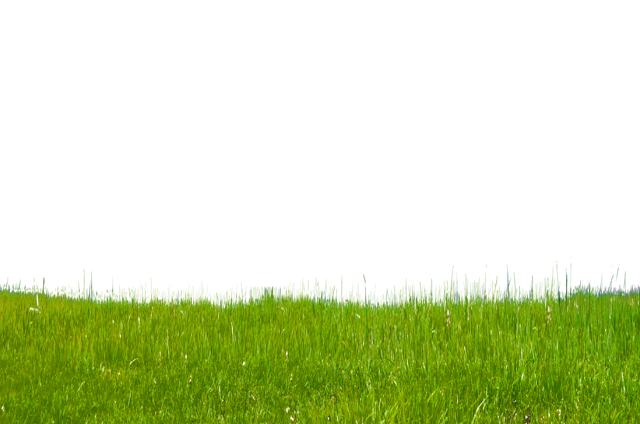 Green Grass Png File (black, olive)