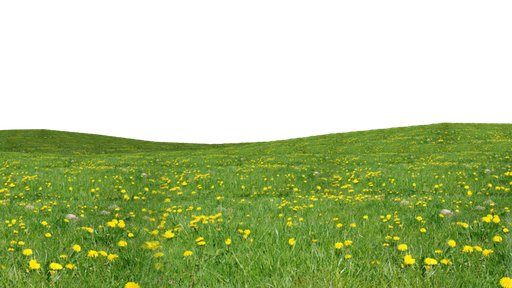 Green Grass Png Image (black, olive)