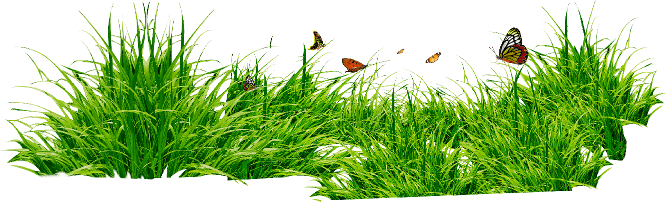 Green Grass Png Photos (gray)