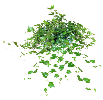 Green Leaves Ivy Hanging Png Clipart (black)