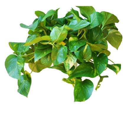 Green Leaves Ivy Hanging Png File (black)