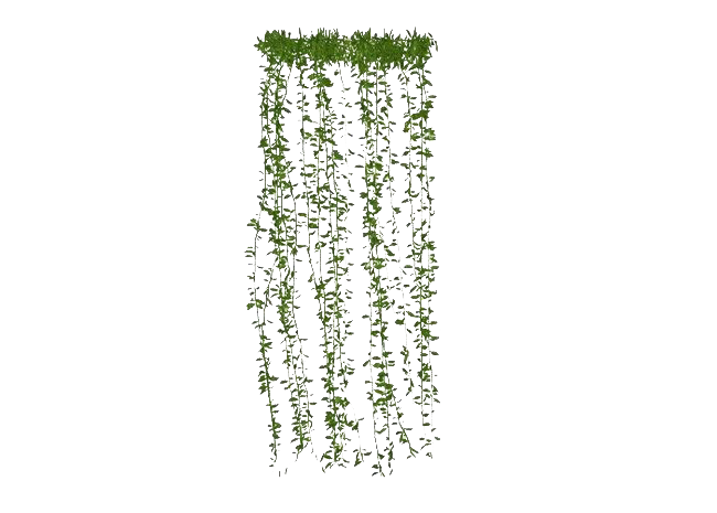 Green Leaves Ivy Hanging Transparent Png (white, beige)