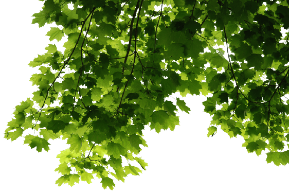 Green Leaves Png Image (green, black)