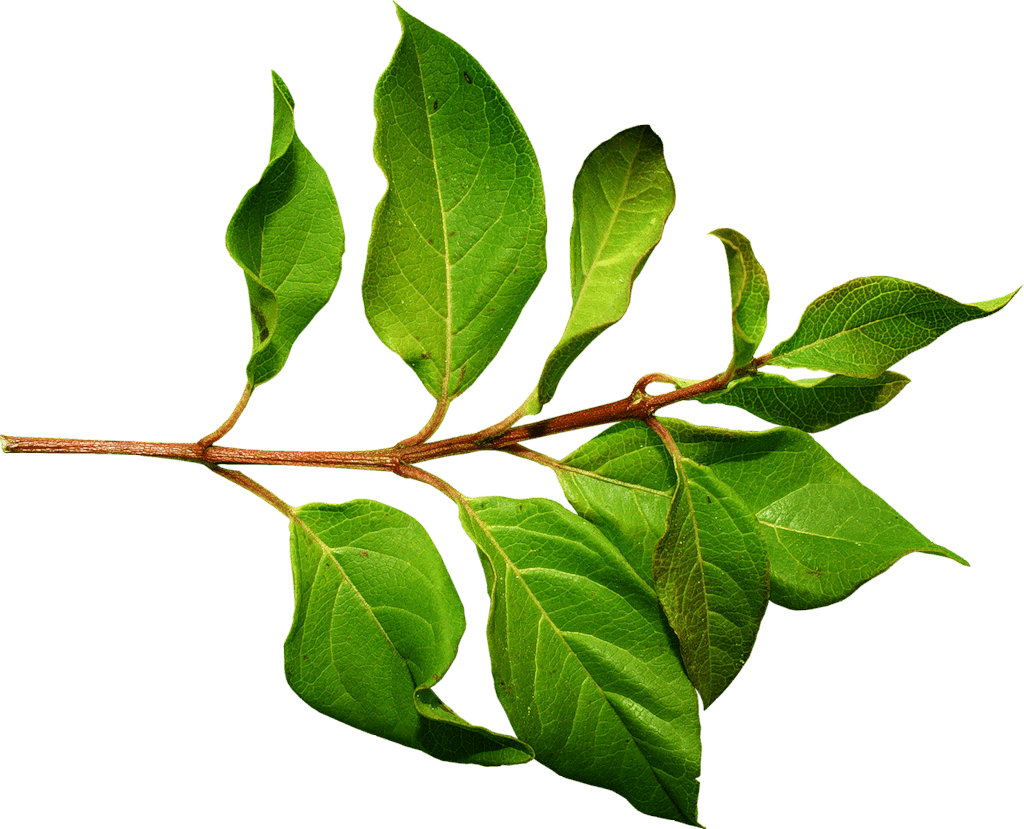 Green Leaves Png Photos (black, olive)