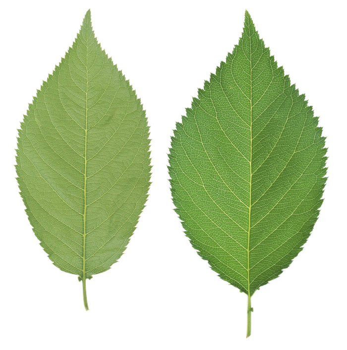 Green Leaves Transparent Png (black, gray)