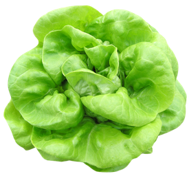 Green Lettuce Png Clipart (mint, gray, green, black, silver)