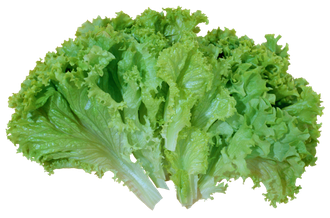 Green Lettuce Png Image (black, gray)