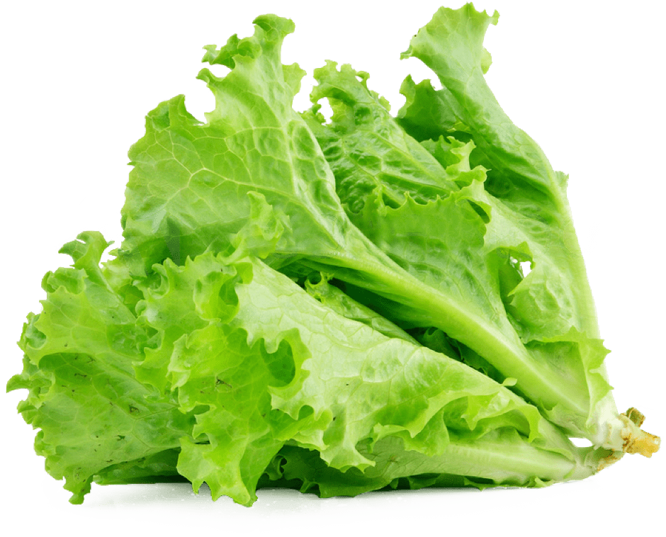 Green Lettuce Png Transparent Image (white, gray, beige)