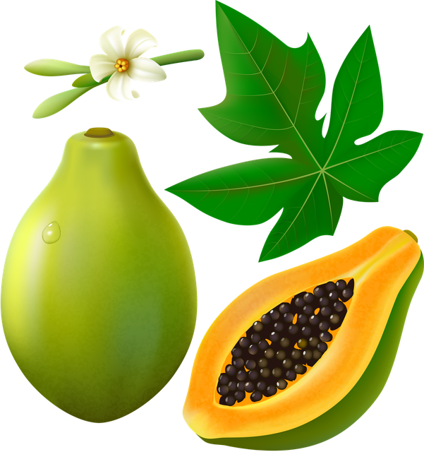 Green Papaya Png File (orange, green, black)