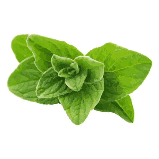 Oregano Png File (green, olive, black)