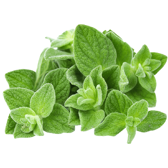 Oregano Png Isolated Pic (gray)