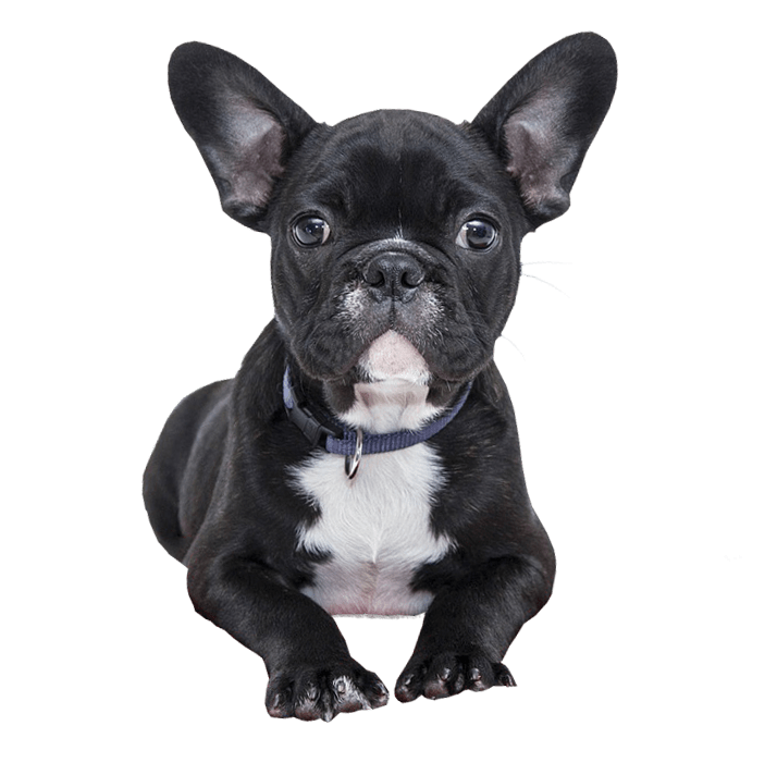 French Bulldog Black Dog Transparent Png (black, gray)