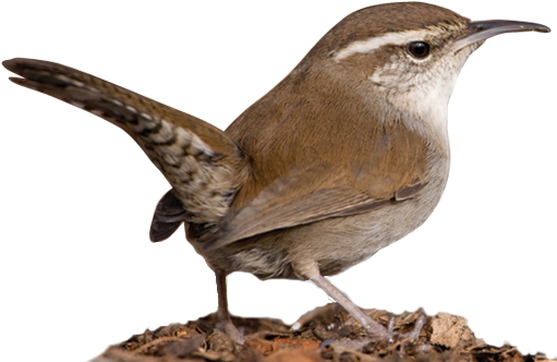 Wrens Png Isolated File (black)